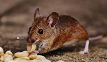 24 Hour & Emergency Exterminators in Wells Beach, ME